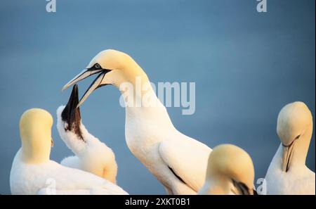 Nördliche Tölpel – Morus bassanus – auf den roten Klippen der deutschen Vorseeinsel Helgoland, Schleswig Holstein, Deutschland, Europa. Stockfoto