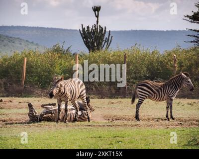 Ein ebenes Zebra, das auf dem Rücken rollt, während andere im Masai Mara National Park in Kenia, Afrika, stehen Stockfoto