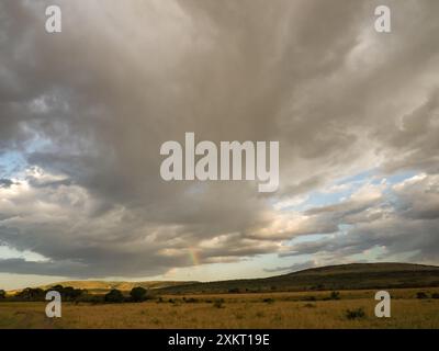 Riesige Regenwolken über der Savanne des Masai Mara National Reserve. Masai Mara und lokal einfach als Mara bekannt, Kenia, Afrika Stockfoto