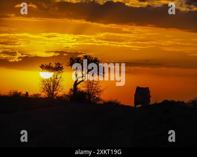 Die Sonne untergeht über den Akazienbäumen des Masai Mara National Reserve. Kenia, Afrika. Stockfoto