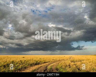 Riesige Regenwolken über der Savanne des Masai Mara National Reserve. Masai Mara und lokal einfach als Mara bekannt, Kenia, Afrika Stockfoto