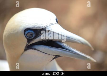 Nördliche Tölpel – Morus bassanus – auf den roten Klippen der deutschen Vorseeinsel Helgoland, Schleswig Holstein, Deutschland, Europa. Stockfoto