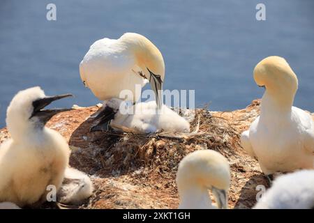 Nördliche Tölpel – Morus bassanus – auf den roten Klippen der deutschen Vorseeinsel Helgoland, Schleswig Holstein, Deutschland, Europa. Stockfoto