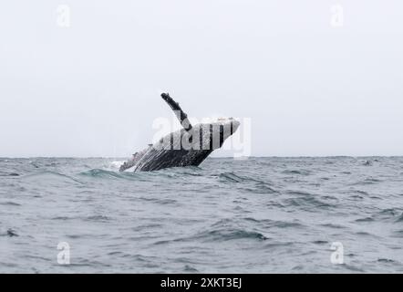 Buckelwal, Buckelwal, Baleine à bosse, Megaptera novaeangliae, hosszúszárnyú bálna, Puerto López, Provinz Manabí, Ecuador Stockfoto