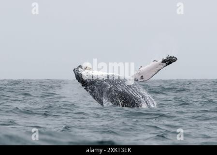 Buckelwal, Buckelwal, Baleine à bosse, Megaptera novaeangliae, hosszúszárnyú bálna, Puerto López, Provinz Manabí, Ecuador Stockfoto