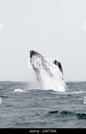 Buckelwal, Buckelwal, Baleine à bosse, Megaptera novaeangliae, hosszúszárnyú bálna, Puerto López, Provinz Manabí, Ecuador Stockfoto