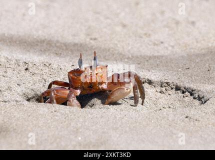 Gemalte Geisterkrabbe oder Karrenfahrerkrabbe, Ocypode gaudichaudii, szellemrák, Puerto López, Provinz Manabí, Ecuador, Südamerika Stockfoto