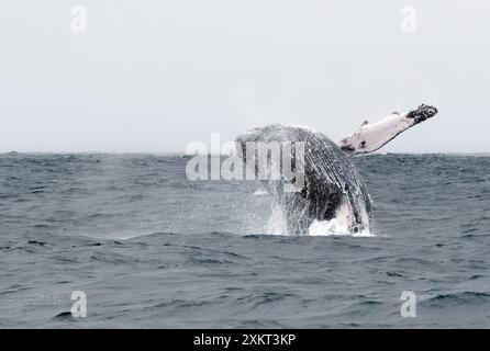 Buckelwal, Buckelwal, Baleine à bosse, Megaptera novaeangliae, hosszúszárnyú bálna, Puerto López, Provinz Manabí, Ecuador Stockfoto