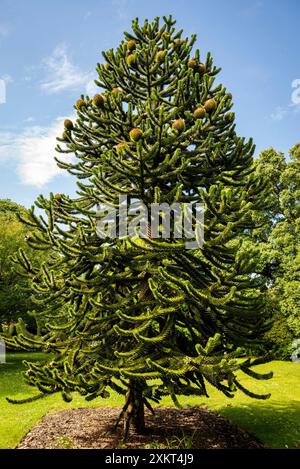 Affenpuzzle, Bishop's Palace Gardens, ein friedlicher, üppiger öffentlicher Garten im Zentrum von Chichester, West Sussex, England, Großbritannien Stockfoto