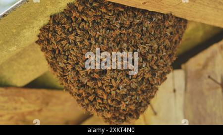 Ein Bienenstock hat sich an der Scheune befestigt. Stockfoto