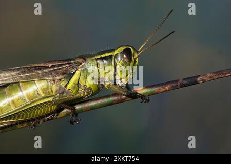 Grashüpfer-Nahaufnahme Stockfoto