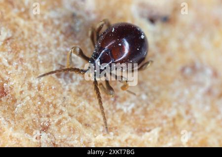 Glatter Spinnenkäfer, Hüftkäfer, glänzender Spinnenkäfer (Gibbium psylloides). Eine synanthropische Insektenart, die in Häusern lebt. Käfer auf Brot. Stockfoto