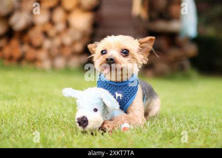 Yorkshire Terrier, der mit seinem Lieblingsspielzeug liegt, sieht sehr süß aus Stockfoto