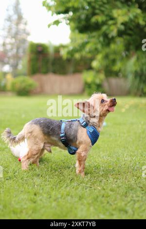 Yorkshire Terrier steht mit seinem Lieblingsspielzeug. Seine Zunge ragt heraus Stockfoto