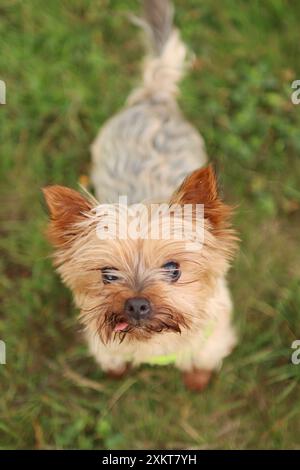 Porträt des alten yorkshire Terriers auf der Wiese. Seine Zunge ragt heraus Stockfoto