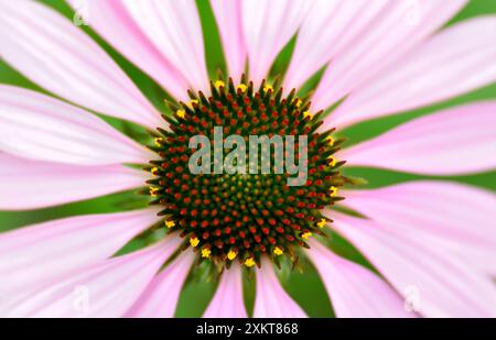 Großaufnahme von Purple Coneflower (Echinacea purpurea) Stockfoto
