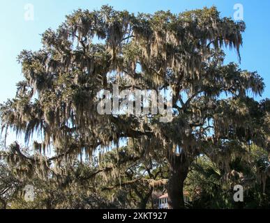 Blick auf eine Eiche mit spanischem Moos, die an der Bay Street im historischen Beaufort South Carolina herabhängt. Stockfoto