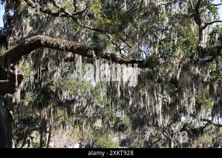 Nahaufnahme von spanischem Moos, das bei strahlendem Sonnenschein an lebenden Eichenbäumen in South Carolina hängt. Stockfoto