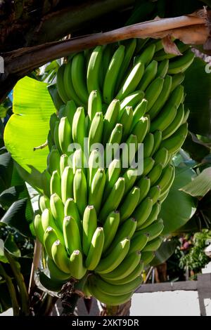Banane auf einem Baum, der immer noch in einem der Gärten der Banana Route wächst. Besondere lokale Auswahl an kleinen süßen Früchten. Madalena do Mar, Madeira, Stockfoto