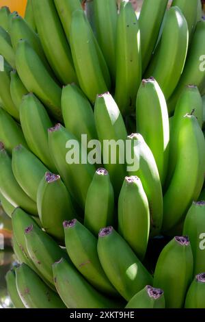 Banane auf einem Baum, der immer noch in einem der Gärten der Banana Route wächst. Besondere lokale Auswahl an kleinen süßen Früchten. Madalena do Mar, Madeira, Stockfoto