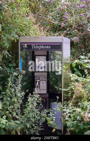 21. juli 2024: Husborne Crawley uk: Unbrauchbarer öffentlicher Telefonkasten aus Metall, umgeben von bewachsenen Hecken und Unkraut Stockfoto