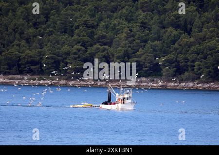 Ein kleines Fischerboot zieht eine Wadenwade mit Fisch und wird von Möwen begleitet. Stockfoto