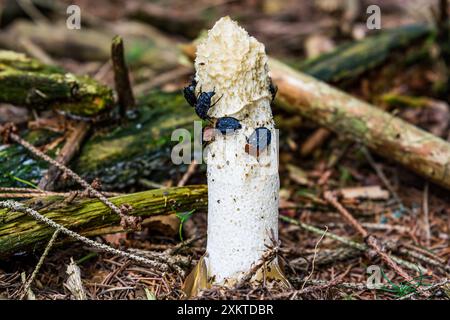 Phallus impudicus, gemeines Stinkhorn mit Käfern im tschechischen Wald Stockfoto