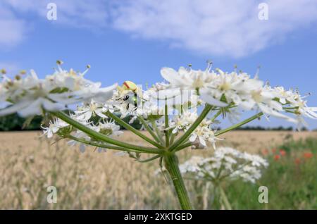 Blumenkrabbenspinne (Misumena vatia) mit einer Greenbottle-Fliege (Lucilia sericata), die sie gefangen hat, auf einem Blumenkopf der Kuh-Petersilie (Anthriscus sylvestris) Stockfoto