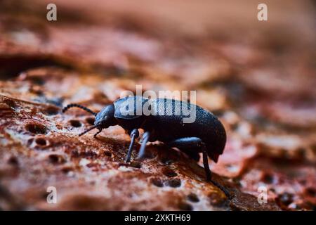 Hochglanzkäfer auf Baumrinde Nahaufnahme Stockfoto