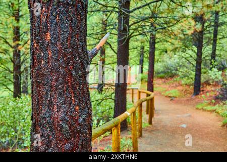 Close-up Baumstamm mit Waldweg und Holzgeländer auf Augenhöhe Stockfoto