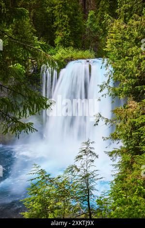 Koosah Falls Kaskade im üppigen Wald auf Augenhöhe Stockfoto