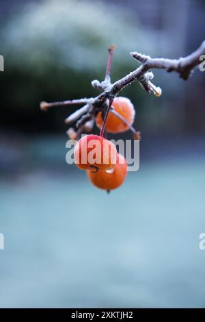 Krabbenäpfel am Baum im Winterfrost Stockfoto