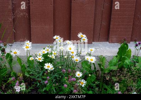 Weiße Gänseblümchen wachsen entlang eines braunen Zauns. Stockfoto