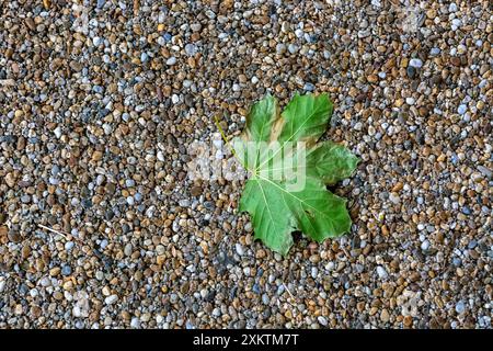 Grünes Blatt liegt auf einem Fußweg aus gepressten farbigen kleinen Kieselsteinen, um ihn als abstrakten Hintergrund und Texturen zu verwenden. Stockfoto