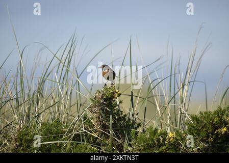 Männlicher eurasischer Stonechat (Saxicola torquata), der auf dem Scrub im linken Profil thront, mit sonnendurchflutetem Auge und Sanddünen Hintergrund, aufgenommen in Großbritannien im Mai Stockfoto