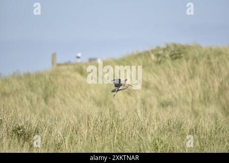 Fernansicht eines eurasischen Brachbruchs (Numenius arquata), der von langem trockenem Gras im rechten Profil abhebt, Beine zusammen und Flügel oben, an der britischen Küste Stockfoto