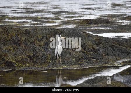 Graureiher (Ardea cinerea) mit Blick vom Water's Edge auf Coastal Rocks und Meeresgrund, aufgenommen auf der Isle of man, Großbritannien im Mai Stockfoto