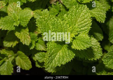 Grüne Minze, Mentha spicata, Lamiaceae, Latium, Italien Stockfoto