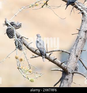 Band Schwanztaubenpaar in Pine Tree Stockfoto