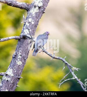 Band Schwanztaubenpaar in Pine Tree Stockfoto