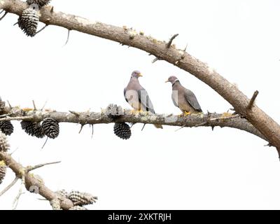 Band Schwanztaubenpaar in Pine Tree Stockfoto