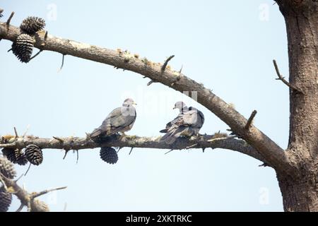 Band Schwanztaubenpaar in Pine Tree Stockfoto