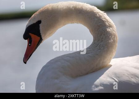 Ein stummer Schwan (lat. Cygnus olor) schwimmt auf einer Wasseroberfläche eines Sees in freier Wildbahn Stockfoto