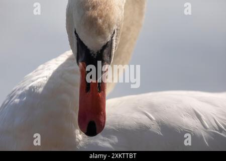 Ein stummer Schwan (lat. Cygnus olor) schwimmt auf einer Wasseroberfläche eines Sees in freier Wildbahn Stockfoto