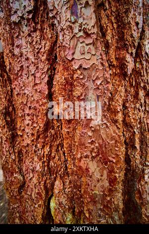 Pine Tree Bark Textures aus nächster Nähe im Smith Rock State Park Stockfoto