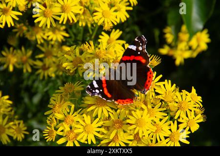 Roter Admiral an den gelben Blüten von Ragwort, einer für Vieh giftigen Pflanze Stockfoto