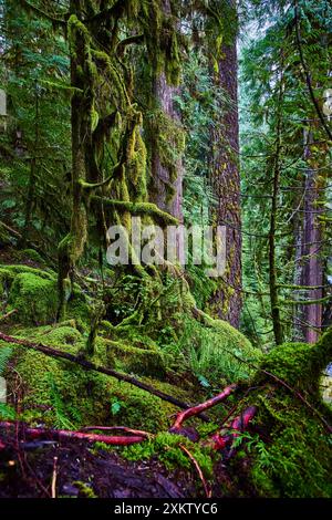Üppiger Mooswald mit gefallenem Baum, Blick auf Augenhöhe Stockfoto