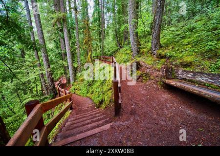 Holztreppe auf dem Forest Trail in McKenzie River mit Blick auf Augenhöhe Stockfoto