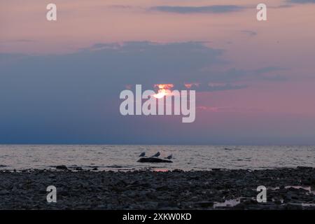 Möwen stehen auf einem Felsen, während die Sonne über der kanadischen Seite des Huron-Sees untergeht. Stockfoto