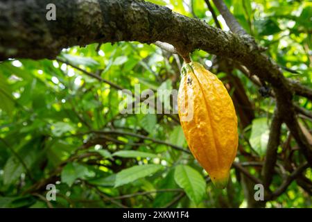 Wunderschöne frische Kakaofrüchte auf dem Baum auf der Schokoladenfarm im amazonas-Regenwald, Brasilien. Konzept von Superfood, Natur, Ökologie, Umwelt. Stockfoto